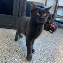 Thumbnail photo of Shilling #1