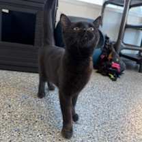 Thumbnail photo of Shilling #2