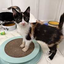 Thumbnail photo of Annie (shy) #3