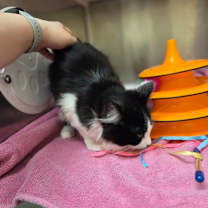 Thumbnail photo of Normani #2