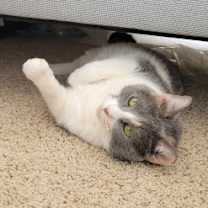 Thumbnail photo of Princess Rose #1