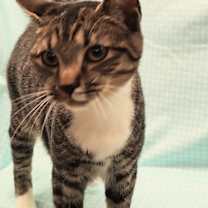 Thumbnail photo of Lebron #1