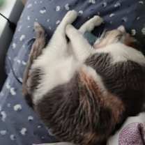 Thumbnail photo of Princess Rose #2