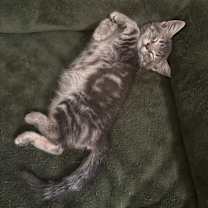 Thumbnail photo of Douglas #3