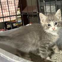 Thumbnail photo of Macon #1