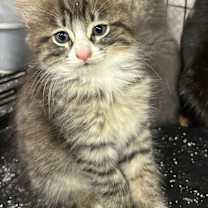 Thumbnail photo of Toccoa #1