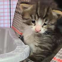 Thumbnail photo of Toccoa #4