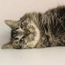 Thumbnail photo of Skrink #4