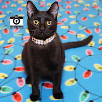 Thumbnail photo of Penny #2