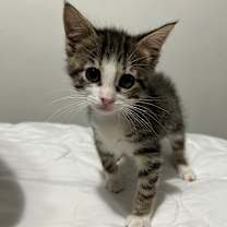 Thumbnail photo of Packard #1