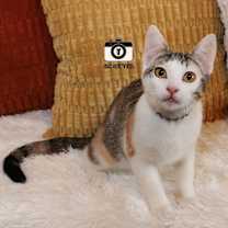 Thumbnail photo of Nala #1