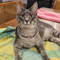 Thumbnail photo of Beignet #2