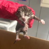 Thumbnail photo of Packard #2