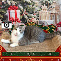 Thumbnail photo of Poonum #3