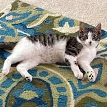 Thumbnail photo of Riley #3