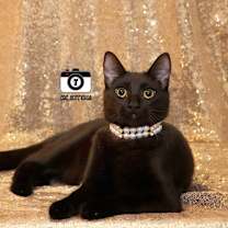 Thumbnail photo of Penny #3