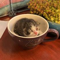 Thumbnail photo of Packard #3