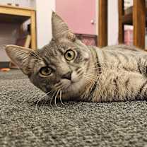 Thumbnail photo of Beignet #3