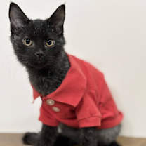 Thumbnail photo of Artie #2