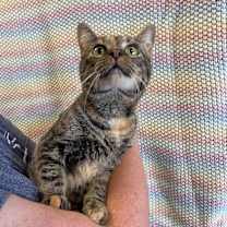 Thumbnail photo of Rue #1