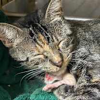 Thumbnail photo of Rue #2