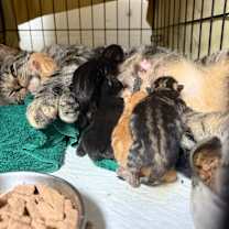 Thumbnail photo of Rue #4