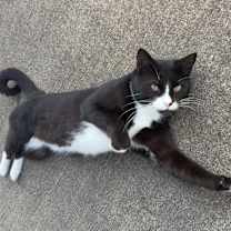 Thumbnail photo of Bell 9- Camilo #1