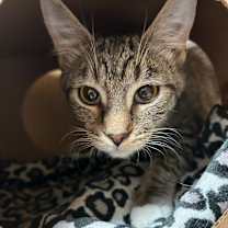 Thumbnail photo of Jey #1