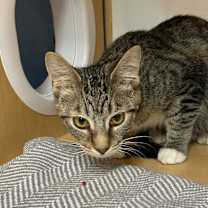 Thumbnail photo of Jey #2