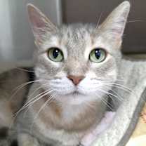 Thumbnail photo of Miss Kitty #1