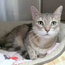 Thumbnail photo of Miss Kitty #2