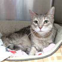 Thumbnail photo of Miss Kitty #4