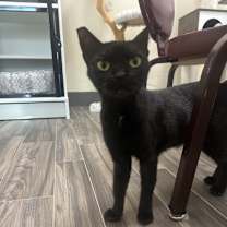 Thumbnail photo of Shiba #1