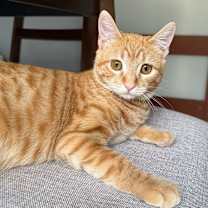 Thumbnail photo of Hopscotch  #1