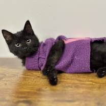 Thumbnail photo of Yara #2