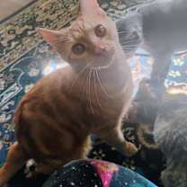 Thumbnail photo of Tango #1