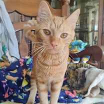 Thumbnail photo of Tango #2