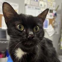 Thumbnail photo of Coraline #1