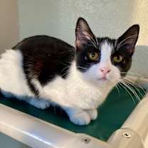 Thumbnail photo of Mulberry #1