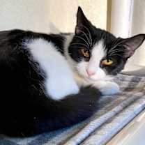 Thumbnail photo of Mulberry #3