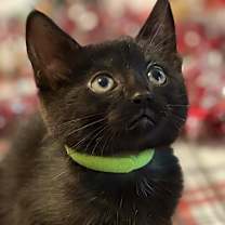 Thumbnail photo of Khloe #1