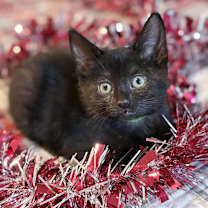 Thumbnail photo of Khloe #2