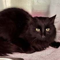 Thumbnail photo of Maddox #1