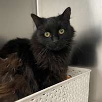 Thumbnail photo of Gromit #1