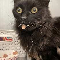 Thumbnail photo of Gromit #2