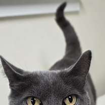 Thumbnail photo of Gray Cloud #2