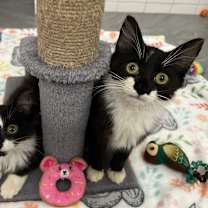 Thumbnail photo of Prancer #4