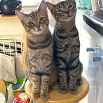 Thumbnail photo of Kanga #2