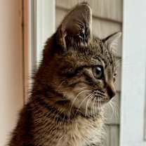 Thumbnail photo of Topper #1