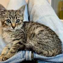 Thumbnail photo of Topper #2